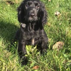 Field Spaniel Puppies from Killara Field Spaniels