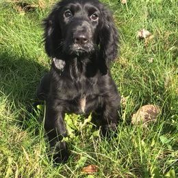 Field Spaniel Puppies from Killara Field Spaniels