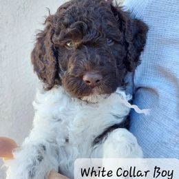 Goldendoodle and Poodle Puppies from Golden State Good Dogs