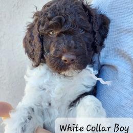 Goldendoodle and Poodle Puppies from Golden State Good Dogs