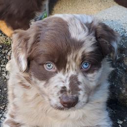 Mustard - Red merle male Australian Shepherd puppy in Cottage Grove, Oregon from Farmstead Aussies
