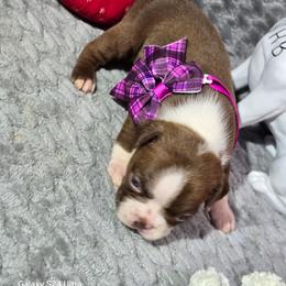 Alexa Bliss - Red female Boston Terrier puppy in Millers Creek, North Carolina from Tumbling Shoals Hilltop Bostons