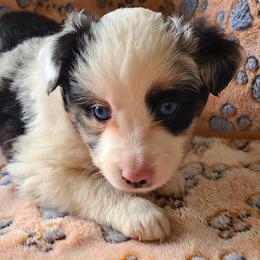 Mimo Lella - Blue merle male Toy Australian Shepherd puppy in Laconia, Indiana from Beasley Acres Aussies