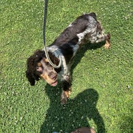 Abigail - English Springer Spaniel