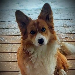 Scout  - American Corgi
