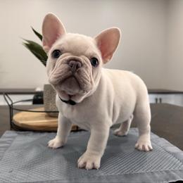 Cream (Black Collar) - Cream male French Bulldog puppy in Smithfield, North Carolina from Roughneck Frenchies