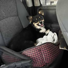 CJ - Pembroke Welsh Corgi