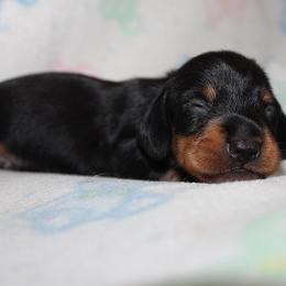 Boy 2 - Black and tan male Dachshund puppy in Craig, Colorado from Rocky Mountain Shih Tzus and Dry Creek Miniature Dachshunds