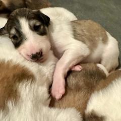Girl 4 - Borzoi puppy from Luxor Borzoi