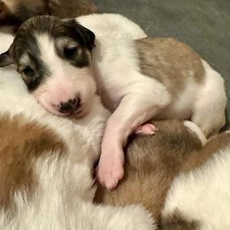 Girl 4 - Borzoi puppy from Luxor Borzoi
