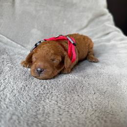 Kira (red collar) - Red  female Goldendoodle puppy in Lowville, New York from Adirondack Goldendoodles
