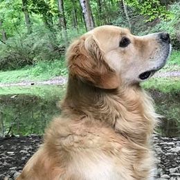 Golden Retrievers and Havanese from Starrdust Goldens and Havanese