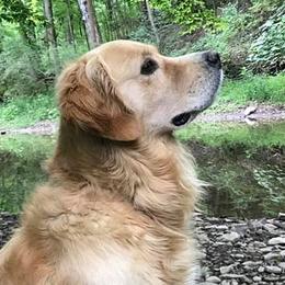 Golden Retrievers and Havanese from Starrdust Goldens and Havanese