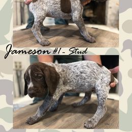 German Shorthaired Pointer Puppies from German Shorthaired Pointers - Golden CO