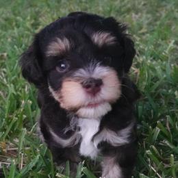 Goldendoodles and Miniature Schnauzers from Marvelous Mannered K9s of Texas
