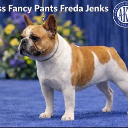 French Bulldog puppies from Jenks Boxers