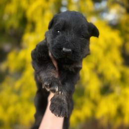 Male 1 - Bi-color male German Shepherd puppy in Pickens, South Carolina from Von Maqqedah Haus German Shepherds