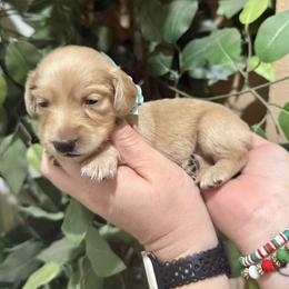Cream girl - Cream female Dachshund puppy in Winter Haven, Florida from Davidson's Dachshunds