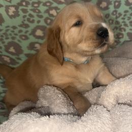 Baby Boy - Golden male Golden Retriever puppy in Rockwell, North Carolina from KnL Golden Acres