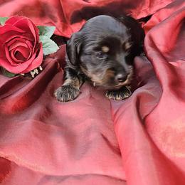 Squirrel - Black and tan female Dachshund puppy in Richburg, New York from Granny's babies