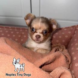 Bubblegum - Merle male Chihuahua puppy in Naples, Florida from Naples Tiny Dogs