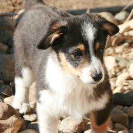 Mochi - Black male Companion Cross puppy in Fairview, South Dakota from Dakota Toy Aussies