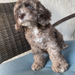 Cockapoo Puppies from Doodle Corner