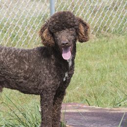 Mack - Poodle