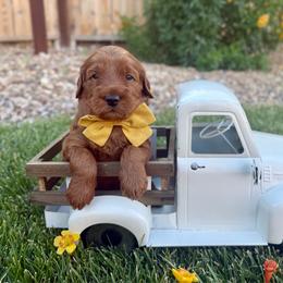 Rocket - Red  male Goldendoodle puppy in Las Vegas, Nevada from Bridges Goldendoodles