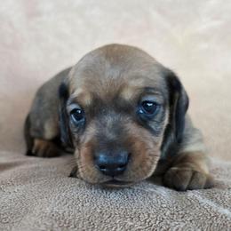 Bandit - Sable male Dachshund puppy in Signal Mountain, Tennessee from Hot Diggity Doxens