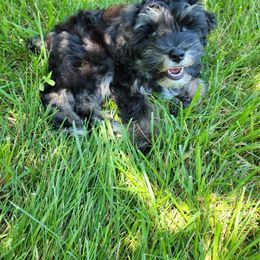 Schnoodle Puppies from RR Schnoodles