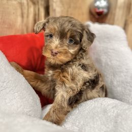 Mochi - Merle female Bernedoodle puppy in Thornville, Ohio from Four Front Doodles & Friends