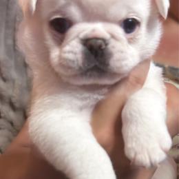 George - Cream male Pug puppy in Morgantown, West Virginia from Groovy Pugs