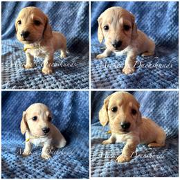 Yellow collar - Cream male Dachshund puppy in Orem, Utah from Miekca’s Dachshunds