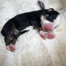 Ms. Purple - Black tri-color female Aussiedoodle puppy in San Antonio, Texas from Lovable Doodles SA