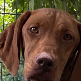 Olive - Vizsla