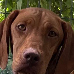 Olive - Vizsla