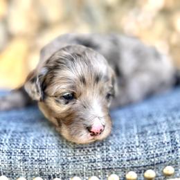 Pecan - Brown Boy - Blue merle male Bernedoodle puppy in Highland, Utah from Angel Pups Deluxe