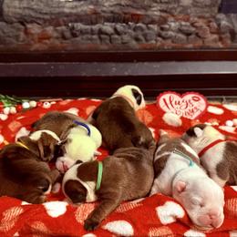 Bulldog puppies from Red Clay Bullies