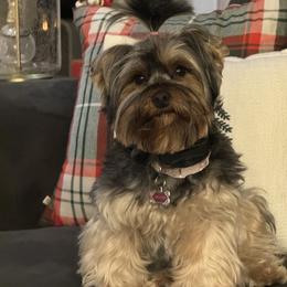 Morkies from Swafford Morkies
