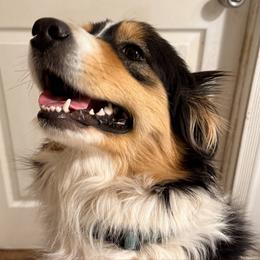 Poppy - Australian Shepherd