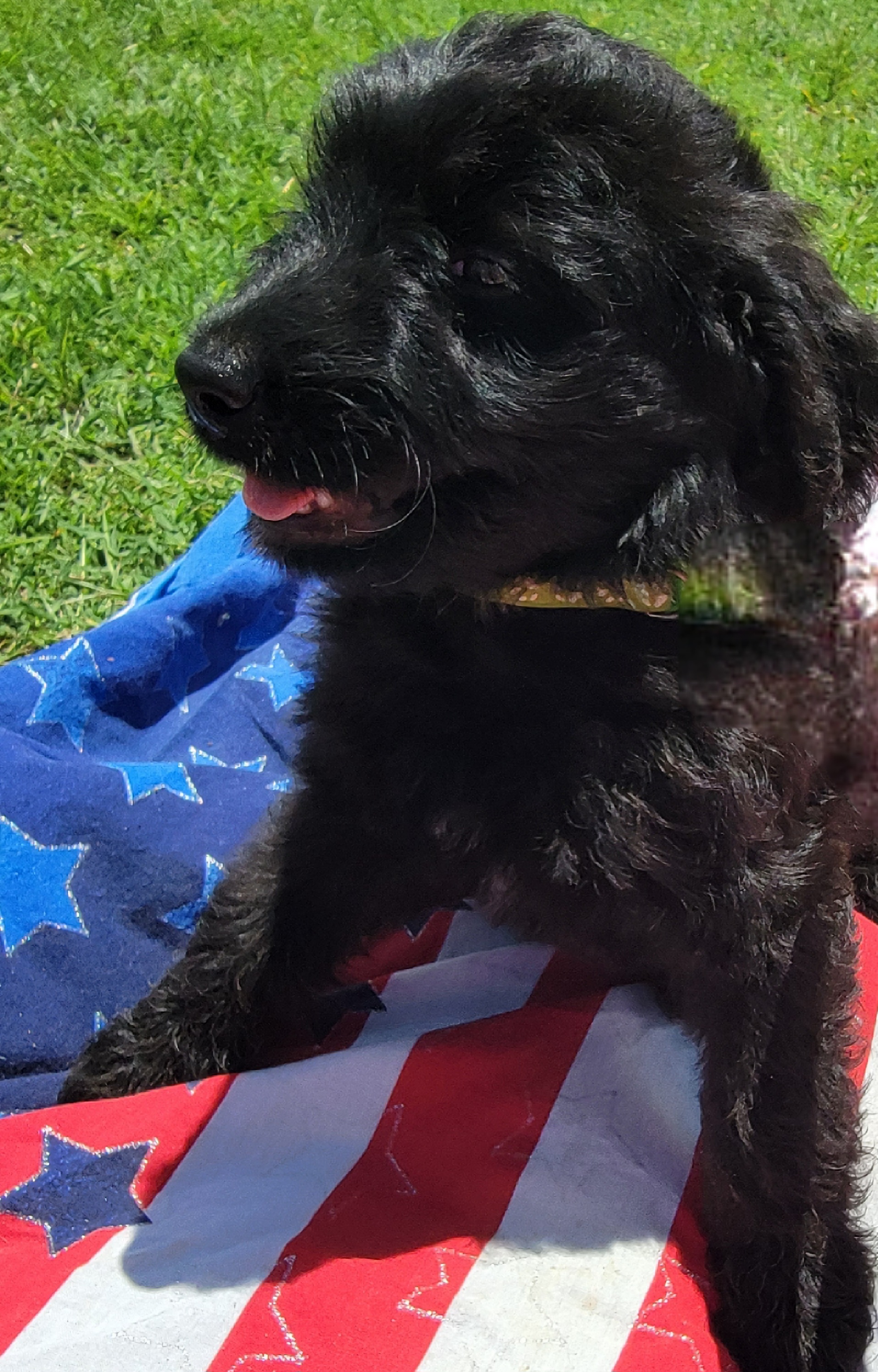 Aussiedoodle and Poodle Puppies from Waterford Doodle Farm