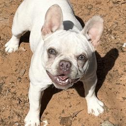 Biscuit - Cream female French Bulldog puppy in Minco, Oklahoma from Findley’s Furbabies