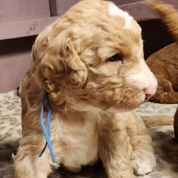 Lucas - Apricot male Labradoodle puppy in Fostoria, Michigan from North Country Kennel Club