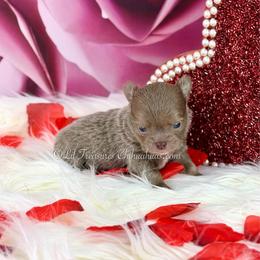 Adidas - Silver male Chihuahua puppy in Anderson, South Carolina from Lil Treasures Chihuahuas