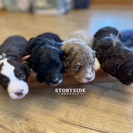 Aussiedoodle puppies from Storyside Kennels