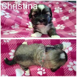 Christina - Red female Lhasa Apso puppy in Cincinnati, Ohio from Shangri-La Lhasa Apsos