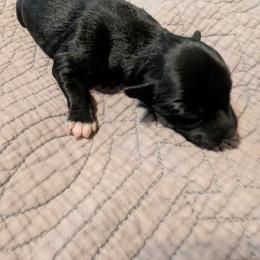 Michelangelo (Mikey) - Black male Miniature Schnauzer puppy in Paris, Texas from Black Star Farm