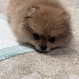 Peanut butter - Orange sable female Pomeranian puppy in Corydon, Indiana from Kortes Pomeranians