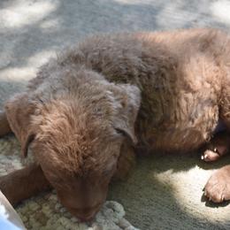 Eeyore-Ben - Brown male Chesapeake Bay Retriever puppy in Soap Lake, Washington from Desert Oasis Kennels